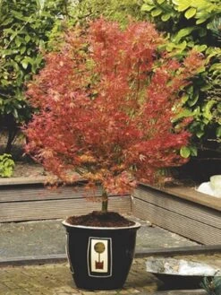 Japanse Esdoorn (Acer Palmatum 'Wilson's Pink Dwarf') -OL Planten Winkel acer palm. wilson s pink dwarf c3 2 1