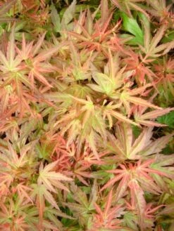 Japanse Esdoorn (Acer Palmatum 'Wilson's Pink Dwarf') -OL Planten Winkel acer palm. wilson s pink dwarf c3 3 1