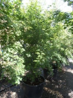 Japanse Esdoorn (Acer Palmatum) -OL Planten Winkel acer palmatum 200 250 300 c130 1