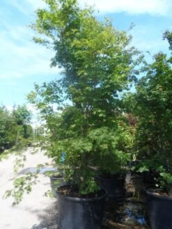 Japanse Esdoorn (Acer Palmatum) -OL Planten Winkel acer palmatum 250 300 c500 1