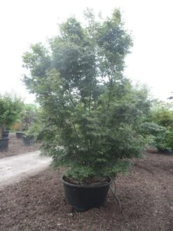 Japanse Esdoorn (Acer Palmatum) -OL Planten Winkel acer palmatum 350 400 c500 1