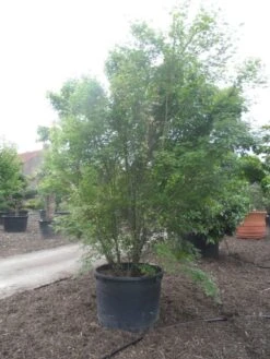 Japanse Esdoorn (Acer Palmatum) -OL Planten Winkel acer palmatum 350 400 c500 2