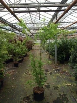 Japanse Esdoorn (Acer Palmatum 'Aoyagi') -OL Planten Winkel acer palmatum aoyagi 175 200 1
