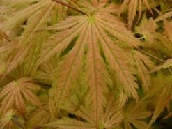 Japanse Esdoorn (Acer Palmatum 'Ariadne') -OL Planten Winkel acer palmatum ariadne 1
