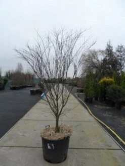 Japanse Esdoorn (Acer Palmatum 'Atropurpureum') -OL Planten Winkel acer palmatum atropurpureum 200 250 c110