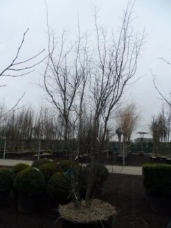 Japanse Esdoorn (Acer Palmatum 'Atropurpureum') 27 Japanse Esdoorn (Acer Palmatum 'Atropurpureum') -OL Planten Winkel acer palmatum atropurpureum 300 350 c350 1