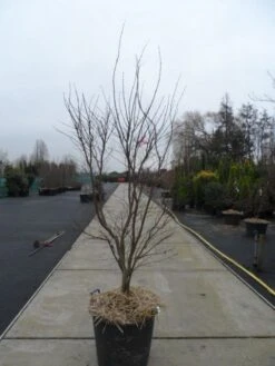 Japanse Esdoorn (Acer Palmatum 'Fireglow') -OL Planten Winkel acer palmatum atropurpureum fireglow 200 250 c110 1