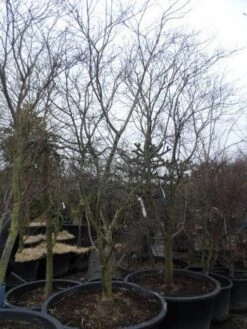 Japanse Esdoorn (Acer Palmatum 'Fireglow') -OL Planten Winkel acer palmatum atropurpureum fireglow 250 300 c500 2 1