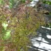 Japanse Esdoorn (Acer Palmatum 'Beni-komachi') -OL Planten Winkel acer palmatum beni komachi