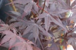 Japanse Esdoorn (Acer Palmatum 'Bloodgood') -OL Planten Winkel acer palmatum bloodgood 2