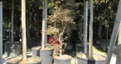 Japanse Esdoorn (Acer Palmatum 'Butterfly') -OL Planten Winkel acer palmatum butterfly 100 125