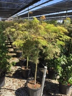 Japanse Esdoorn Op Stam (Acer Palmatum 'Viridis') -OL Planten Winkel acer palmatum dis. viridis op stam c20