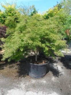 Japanse Esdoorn (Acer Palmatum 'Dissectum') -OL Planten Winkel acer palmatum dissectum 125 150 175 c200 struikvorm extra 1