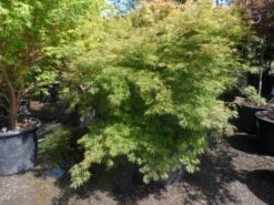 Japanse Esdoorn (Acer Palmatum 'Dissectum') -OL Planten Winkel acer palmatum dissectum 125 150 175 c200 struikvorm extra 2 1