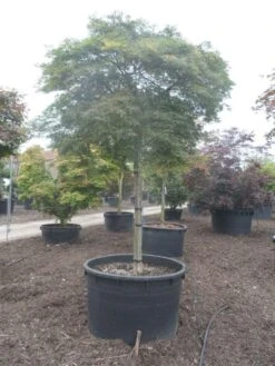 Japanse Esdoorn (Acer Palmatum 'Dissectum') -OL Planten Winkel acer palmatum dissectum 25 30ho c750 2 1
