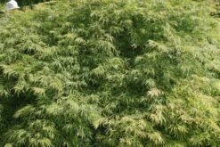 Japanse Esdoorn (Acer Palmatum 'Dissectum') 39 Japanse Esdoorn (Acer Palmatum 'Dissectum') -OL Planten Winkel acer palmatum dissectum 2