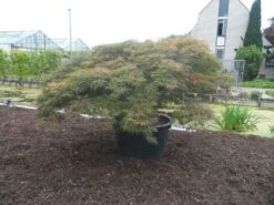 Japanse Esdoorn (Acer Palmatum 'Dissectum') -OL Planten Winkel acer palmatum dissectum rubrum solitair extra 1