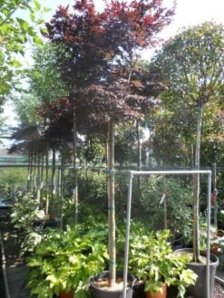 Japanse Esdoorn (Acer Palmatum 'Fireglow') -OL Planten Winkel acer palmatum fireglow 12 14ho cont 1