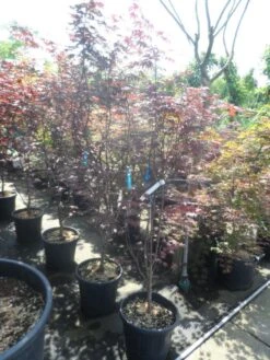 Japanse Esdoorn (Acer Palmatum 'Fireglow') -OL Planten Winkel acer palmatum fireglow 150 175 c35