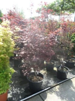 Japanse Esdoorn (Acer Palmatum 'Fireglow') -OL Planten Winkel acer palmatum fireglow 150 175 c50 1