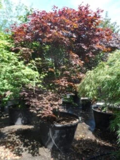 Japanse Esdoorn (Acer Palmatum 'Fireglow') -OL Planten Winkel acer palmatum fireglow 250 300 c500 1