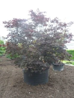 Japanse Esdoorn (Acer Palmatum 'Fireglow') -OL Planten Winkel acer palmatum fireglow solitair c1500 extra
