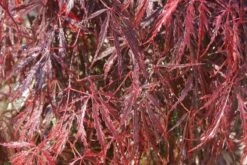 Japanse Esdoorn (Acer Palmatum 'Inabe-shidare') -OL Planten Winkel acer palmatum inaba shidare 2