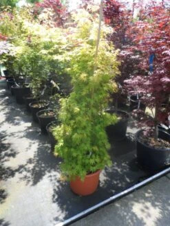 Japanse Esdoorn (Acer Palmatum 'Orange Dream') -OL Planten Winkel acer palmatum orange dream 125 150 c25 1