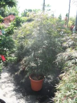 Japanse Esdoorn (Acer Palmatum 'Ornatum') -OL Planten Winkel acer palmatum ornatum 125 150 c25