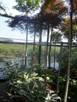 Japanse Esdoorn (Acer Palmatum 'Ornatum') -OL Planten Winkel acer palmatum ornatum 180 200stam 10 12 1