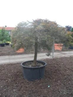 Japanse Esdoorn (Acer Palmatum 'Ornatum') -OL Planten Winkel acer palmatum ornatum halfstam c500 solitair extra 1