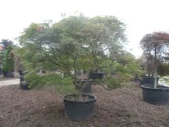 Japanse Esdoorn (Acer Palmatum 'Ornatum') -OL Planten Winkel acer palmatum ornatum solitair extra 1