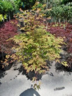 Japanse Esdoorn (Acer Palmatum 'Osakazuki') -OL Planten Winkel acer palmatum osakazuki 100 125 c25
