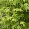 Japanse Esdoorn (Acer Palmatum 'Ryusen') -OL Planten Winkel acer palmatum ryusen 1