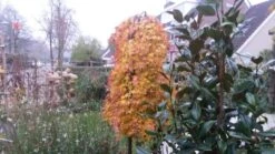 Japanse Esdoorn (Acer Palmatum 'Ryusen') -OL Planten Winkel acer palmatum ryusen herfstkleur 3 1