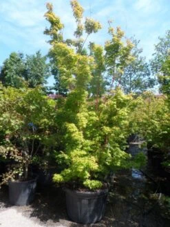 Japanse Esdoorn (Acer Palmatum 'Sangokaku') -OL Planten Winkel acer palmatum sangokaku 250 300 c240