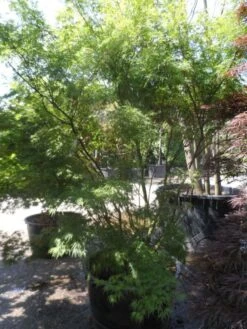 Japanse Esdoorn (Acer Palmatum 'Seiryu') -OL Planten Winkel acer palmatum seiryu 225 250 c160
