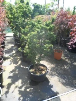 Japanse Esdoorn (Acer Palmatum 'Shishigashira') 10 Japanse Esdoorn (Acer Palmatum 'Shishigashira') -OL Planten Winkel acer palmatum shishigashira 125 150 c35