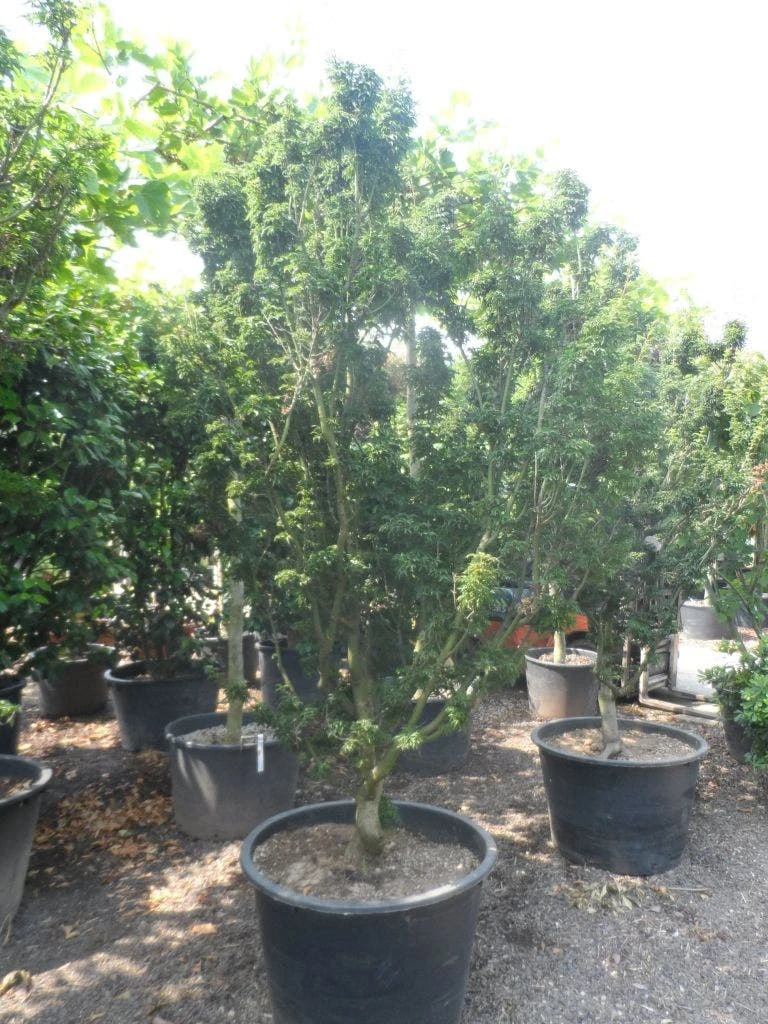 Japanse Esdoorn (Acer Palmatum 'Shishigashira') 7 Japanse Esdoorn (Acer Palmatum 'Shishigashira') - Afbeelding 5