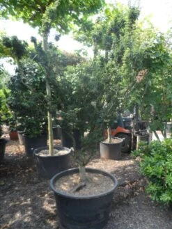 Japanse Esdoorn (Acer Palmatum 'Shishigashira') 11 Japanse Esdoorn (Acer Palmatum 'Shishigashira') -OL Planten Winkel acer palmatum shishigashira solitair c285 2