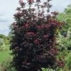 Rode Esdoorn Beveerd (Acer Platanoides 'Crimson Sentry') -OL Planten Winkel acer platanoides crimson sentry02 1