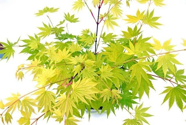 Japanse Esdoorn (Acer Shirasawanum 'Jordan') 7 Japanse Esdoorn (Acer Shirasawanum 'Jordan') - Afbeelding 5