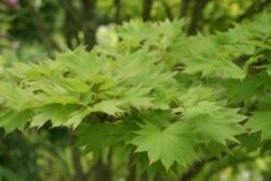 Japanse Esdoorn (Acer Shirasawanum 'Aureum') -OL Planten Winkel acer shirasawanum aureum 1