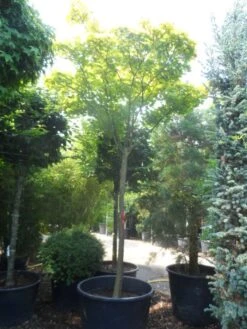 Japanse Esdoorn (Acer Shirasawanum 'Aureum') -OL Planten Winkel acer shirasawanum aureum 20 25ho c350