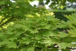 Japanse Esdoorn (Acer Shirasawanum 'Aureum') -OL Planten Winkel acer shirasawanum aureum 2