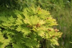 Japanse Esdoorn (Acer Shirasawanum 'Aureum') -OL Planten Winkel acer shirasawanum aureum 3