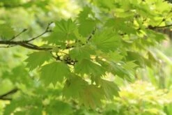 Japanse Esdoorn (Acer Shirasawanum 'Aureum') -OL Planten Winkel acer shirasawanum aureum 4