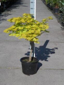 Japanse Esdoorn (Acer Shirasawanum 'Aureum') -OL Planten Winkel acer shirasawanum aureum c12 1