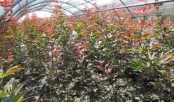 Japanse Esdoorn (Acer Palmatum 'Skeeter's Broom') -OL Planten Winkel acer skeeters broom