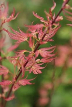 Japanse Esdoorn (Acer Palmatum 'Wilson's Pink Dwarf') -OL Planten Winkel acer wilsons pink dwarf 1 1